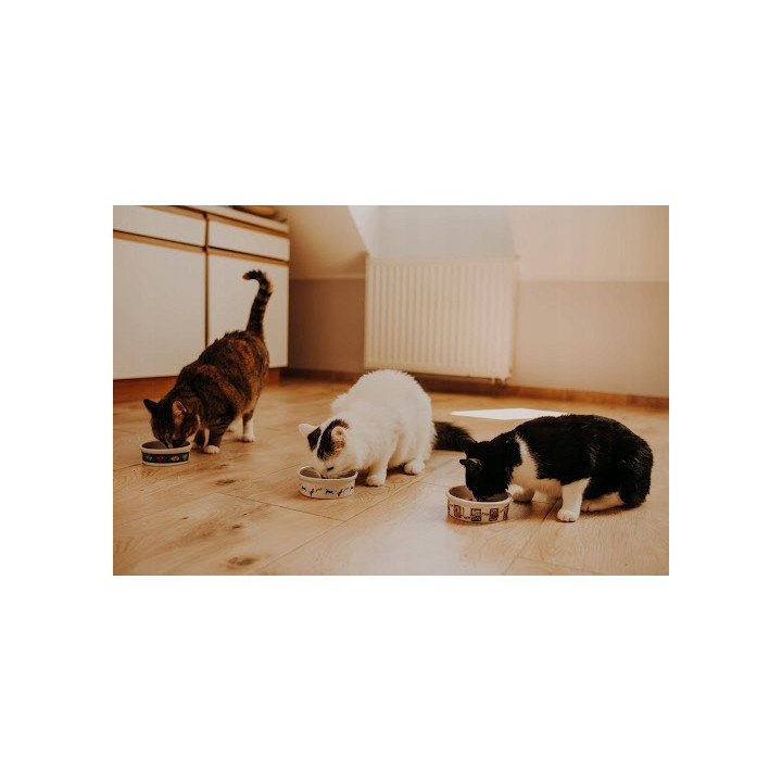 WIEJSKA ZAGRODA karma sucha dla kota dorosłego INDYK z ŁOSOSIEM 5 kg